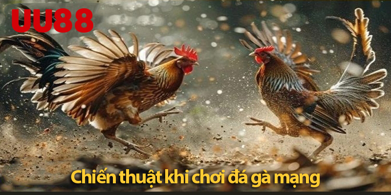 Đá gà mạng trực tiếp - Trải nghiệm chất lượng cao và an toàn tại UU88