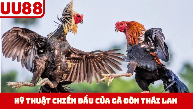 Kỹ thuật chiến đấu của gà đòn Thái Lan
